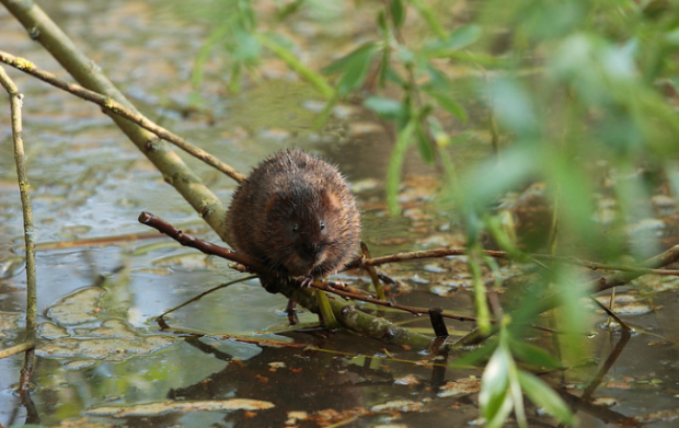 Photo of a water vole sitting on a branch above water