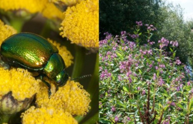 Image of a tansy beetle on yellow plants and purple invasive Himalayan balsam