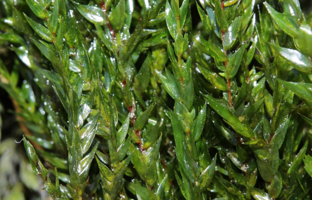 image of water moss