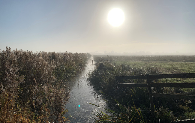Image of a sunny wetland