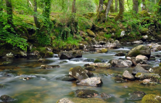 Image of River Plym, Devon