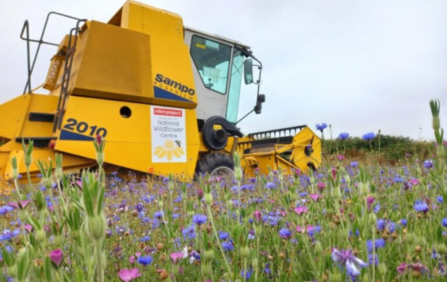 Image of a combine harvester in a field of purple and pink flowers
