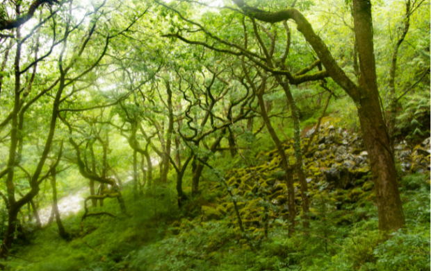 Green misty woodland with mossy green forest floor