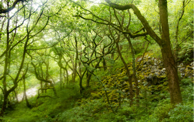 Green misty woodland with mossy forest flooring