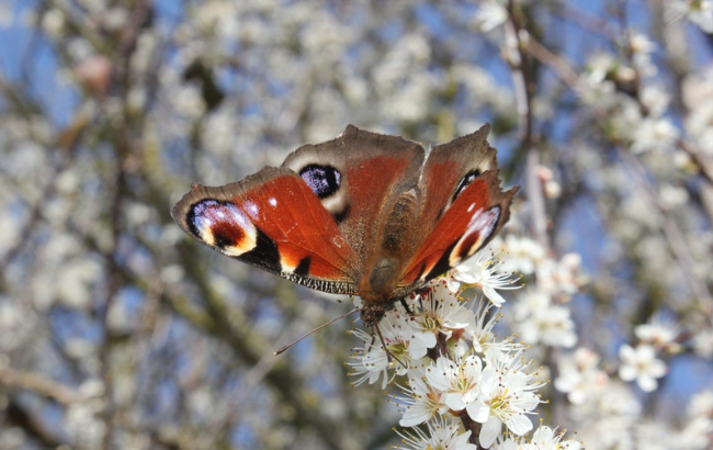 Blackthorn Butterfly on a cherry blossom tree, its red wings are outstretched