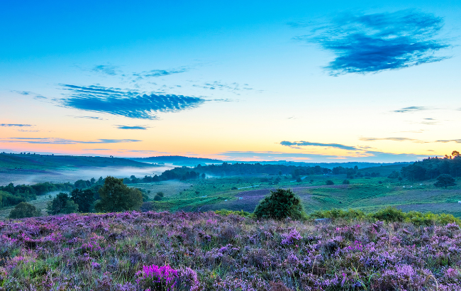 A sunset behind misty hills and purple flowers blooming at dusk