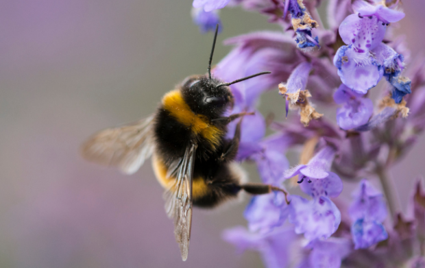 Image of a bumble bee on purple flowers