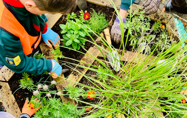 Image of scouts planting herbs in a herb bed