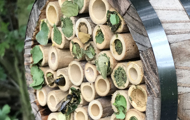 Image of bees nestled in a solitary bee box