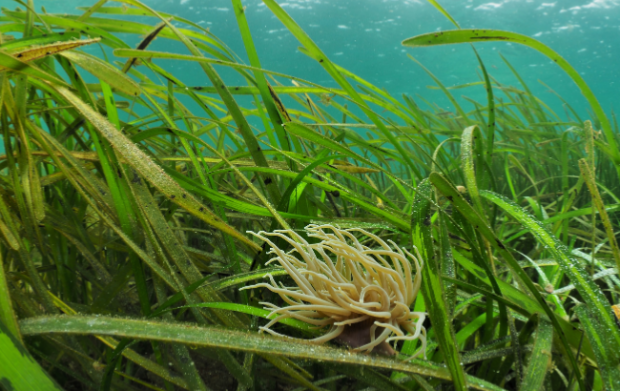 Photo of seagrass in the ocean.