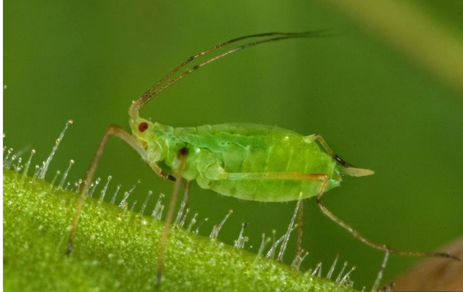 Close-up of aphid