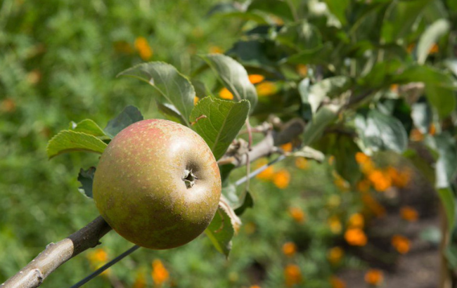 Apple growing on a branch