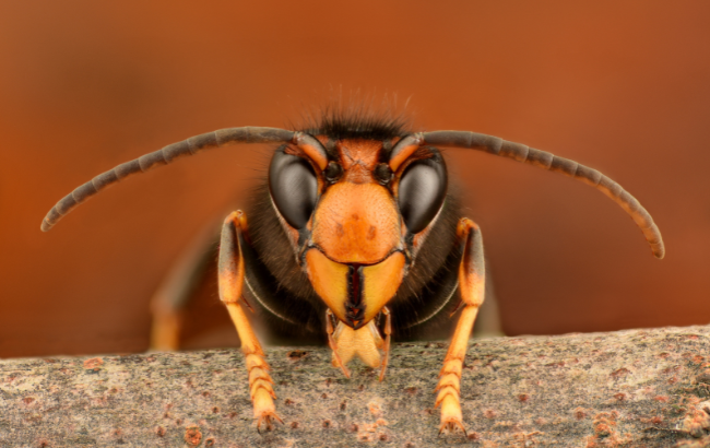 Portrait of an Asian hornet.