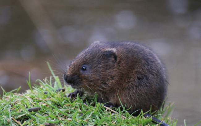 Water vole perched on river bank.