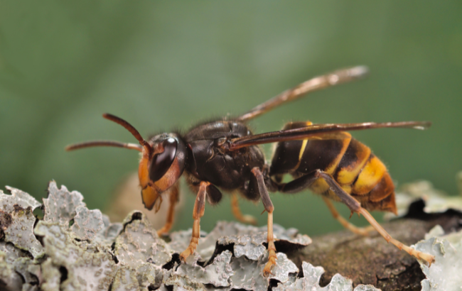 Photo of Asian hornet.