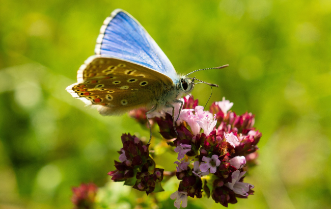 Blue butterfly perched on flower