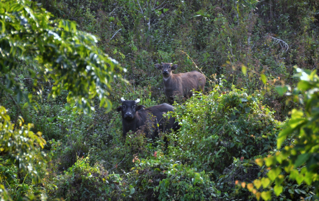 2 buffalo seen through shrubs.