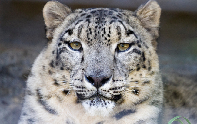 Portrait of snow leopard facing the camera.