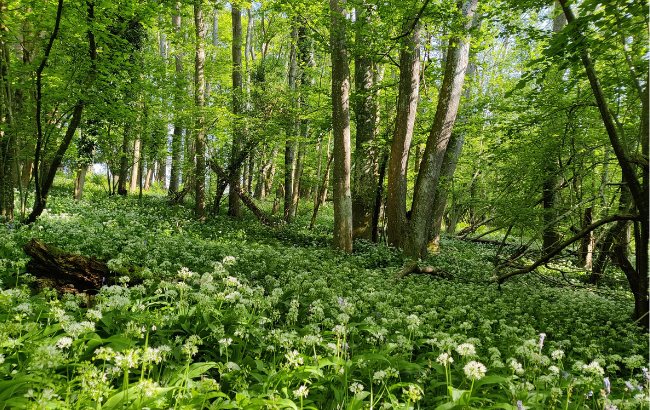 English woodland with carpet of wild garlic flowers
