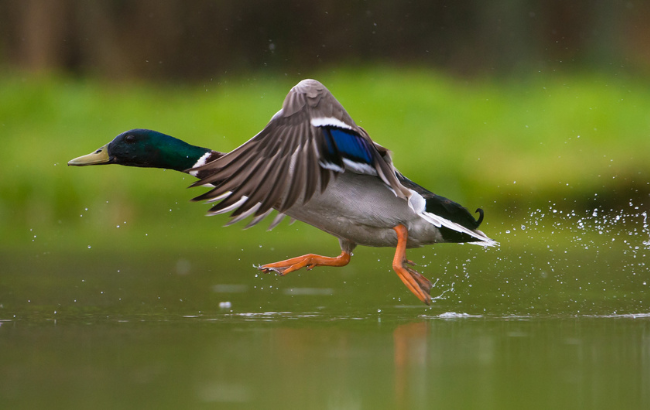 Mallard taking flight from water.