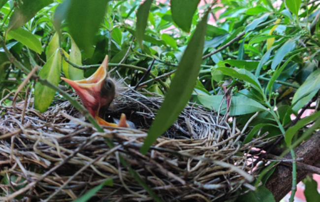 A young blackbird chick in a nest opens its beak for food.