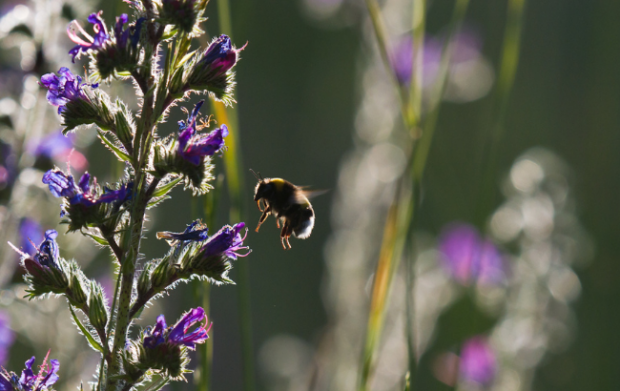 Bumblebee on Viper’s Bugloss.