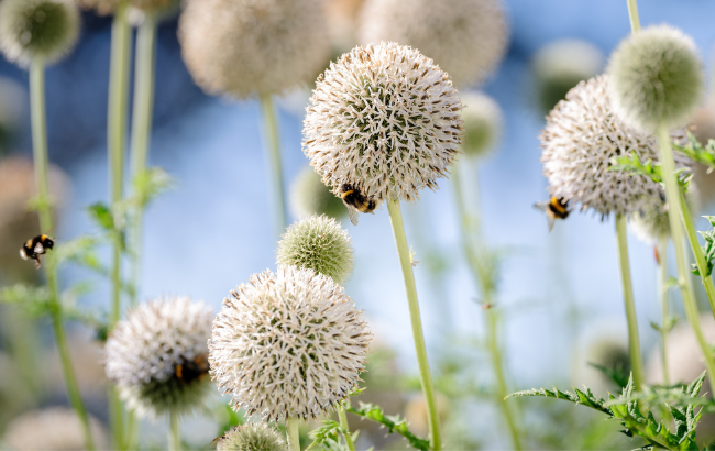 image of pollinators on multiple dandelions