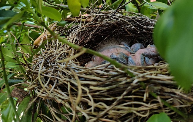 A bird's nest with baby chicks curled up inside.