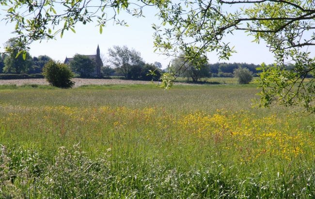 Image of a meadow with yellow and purple wildflowers