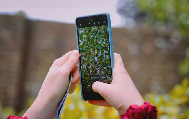 an image of an individuals hands using their phone to scan a picture of pollinators and trees