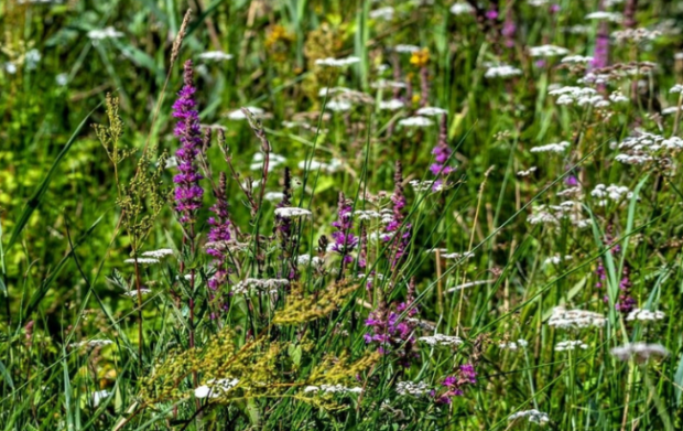 image of yellow, purple and white flowering plants in a meadow.