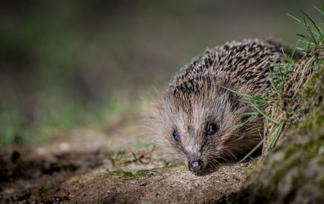 image of a hedgehog