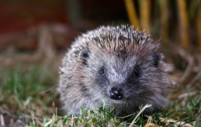 image of a hedgehog