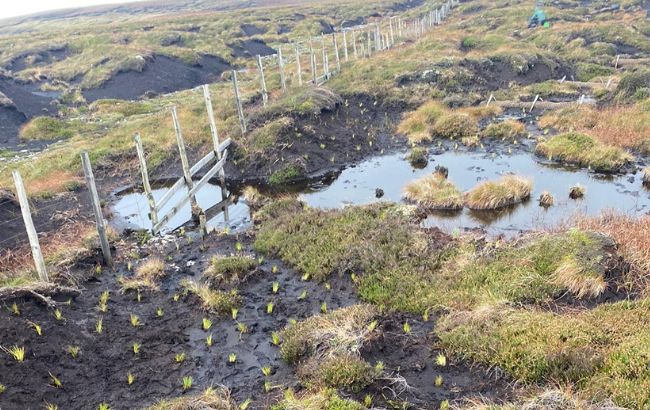 An image of cotton grass plug plants.