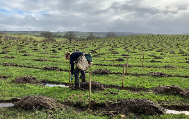 A worker in a field planting woodland creation.