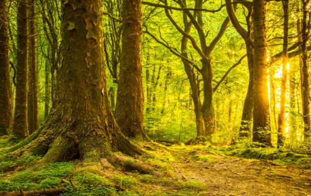 image of a forest with sunlight coming through the trees