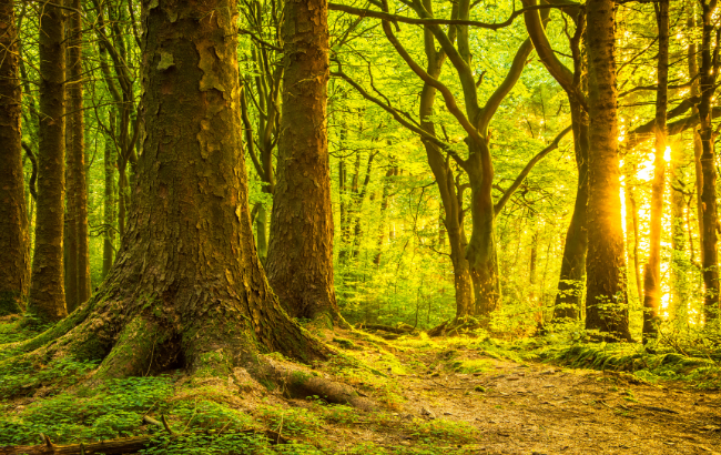 image of a forest with sunlight coming through the trees