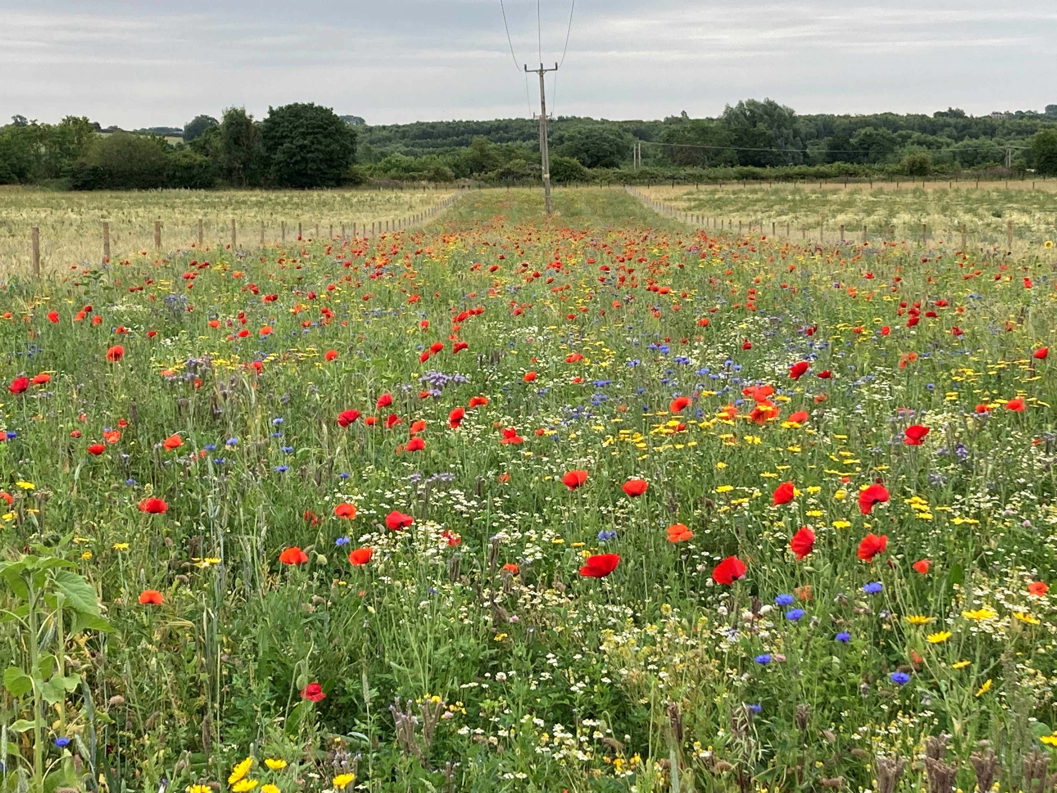 image of wildflower meadow at the National Forest