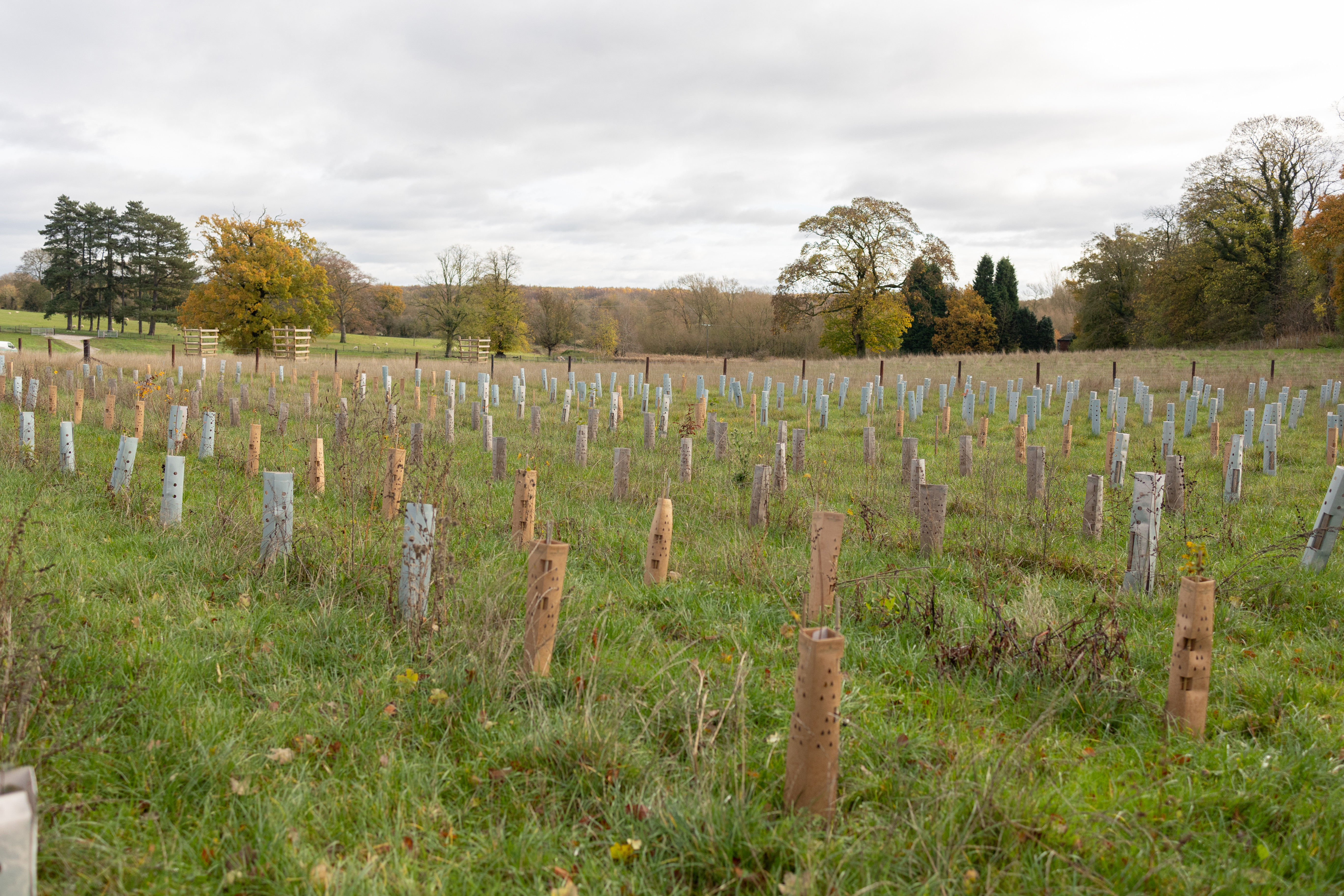 image of a tree planting site at the National Forest