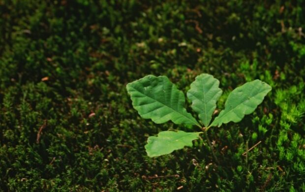 An oak sapling.