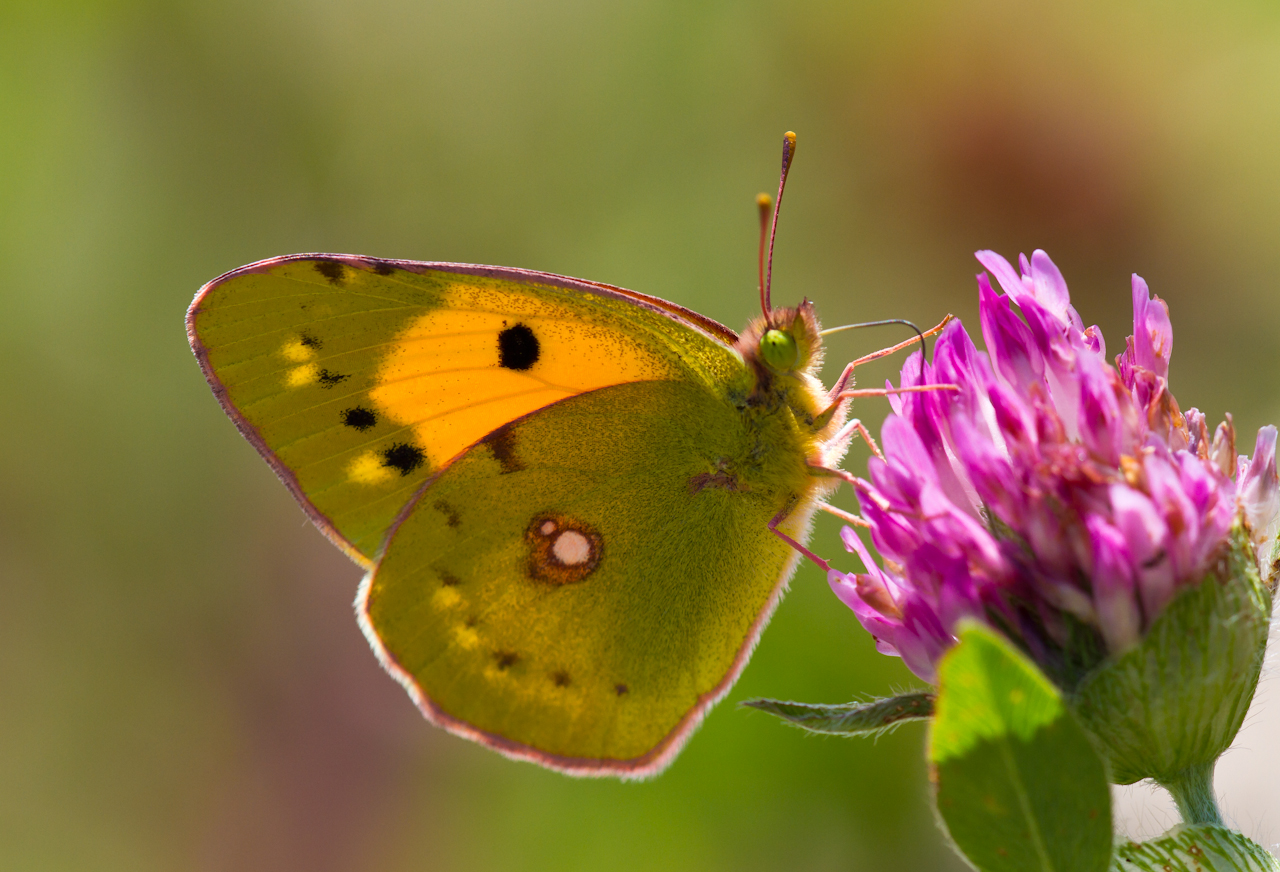 image of a yellow clouded butterfly sitting on a pink flower.