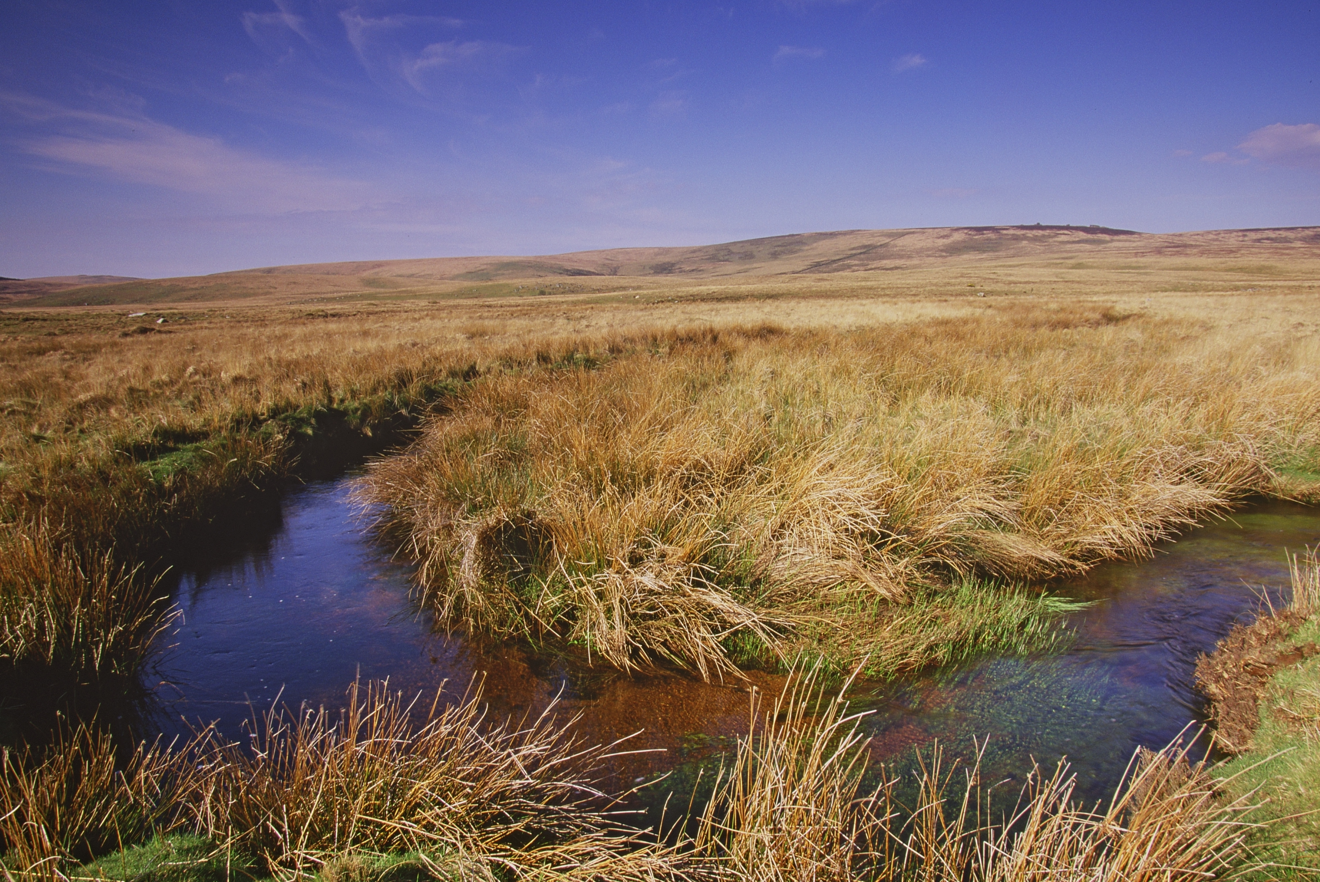 image of a wetland with blue skies