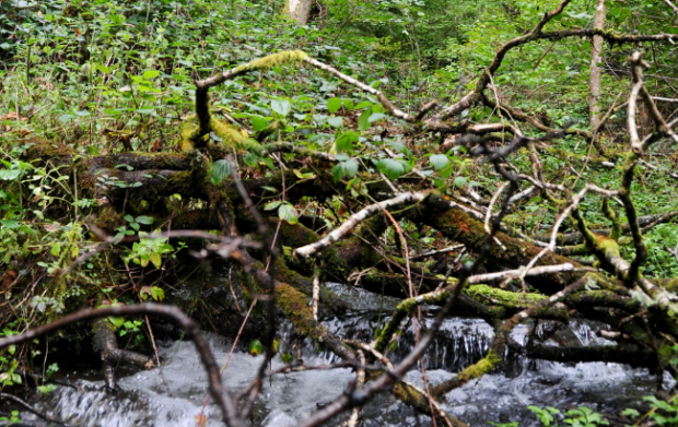 Natural dam made of branches and sticks, and a flowing stream.