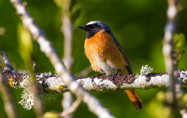 Redstart perched on a branch