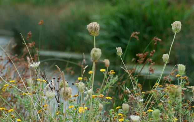 Wildflowers growing in the Severn Estuary.