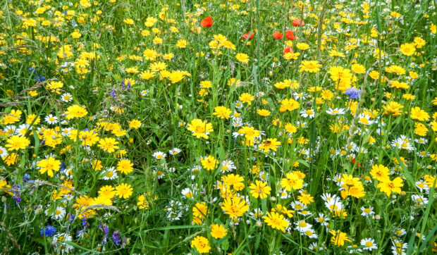 image of yellow wildflowers