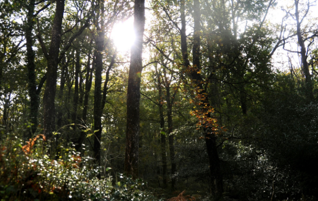 Sunlight streaming through woodland.