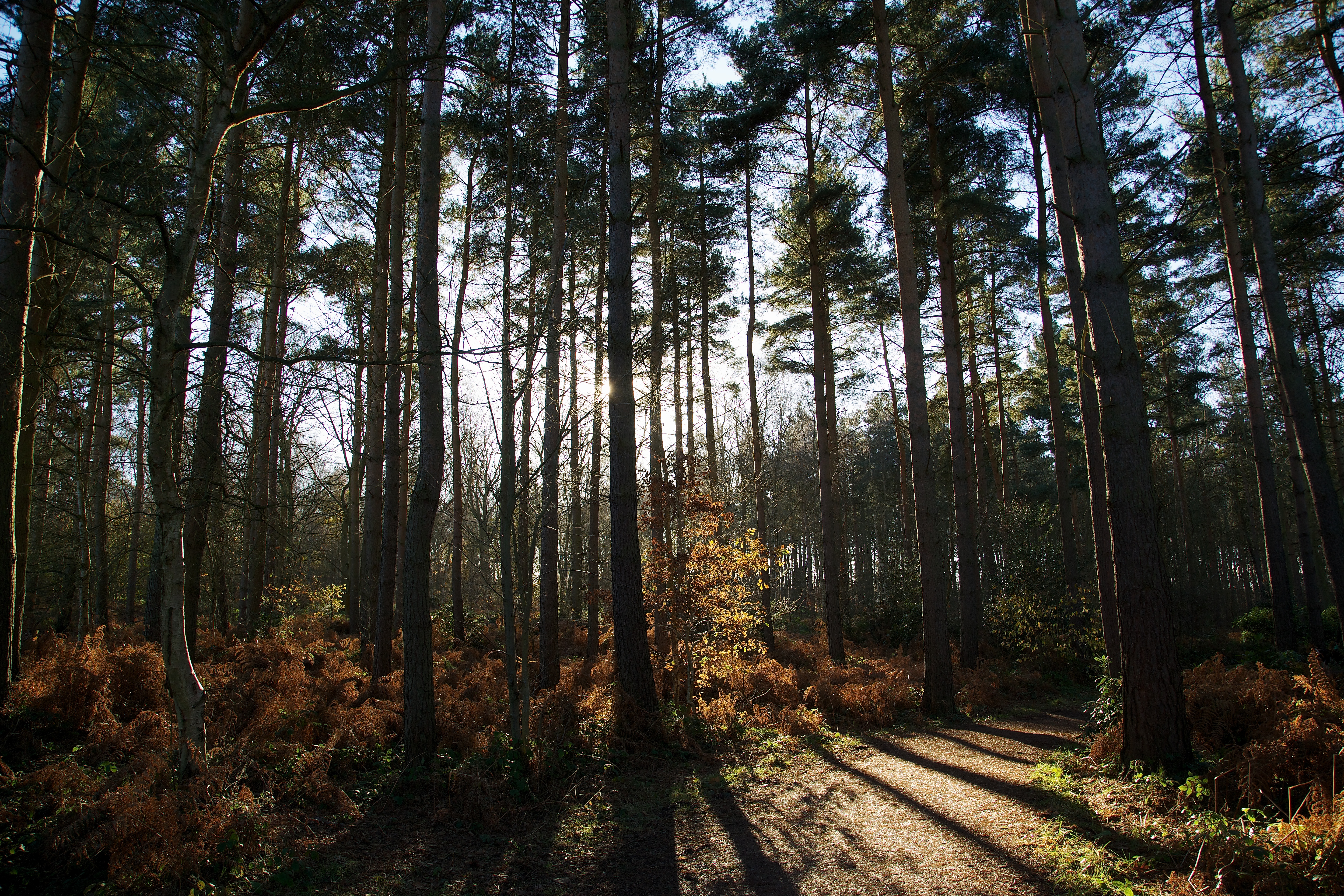 a forest of trees with sunlight shining in between each tree