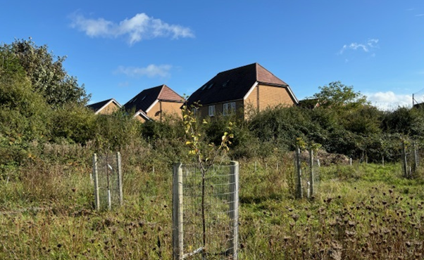 image of houses set behind a nature park with a row of tree planters in the foreground of the image.