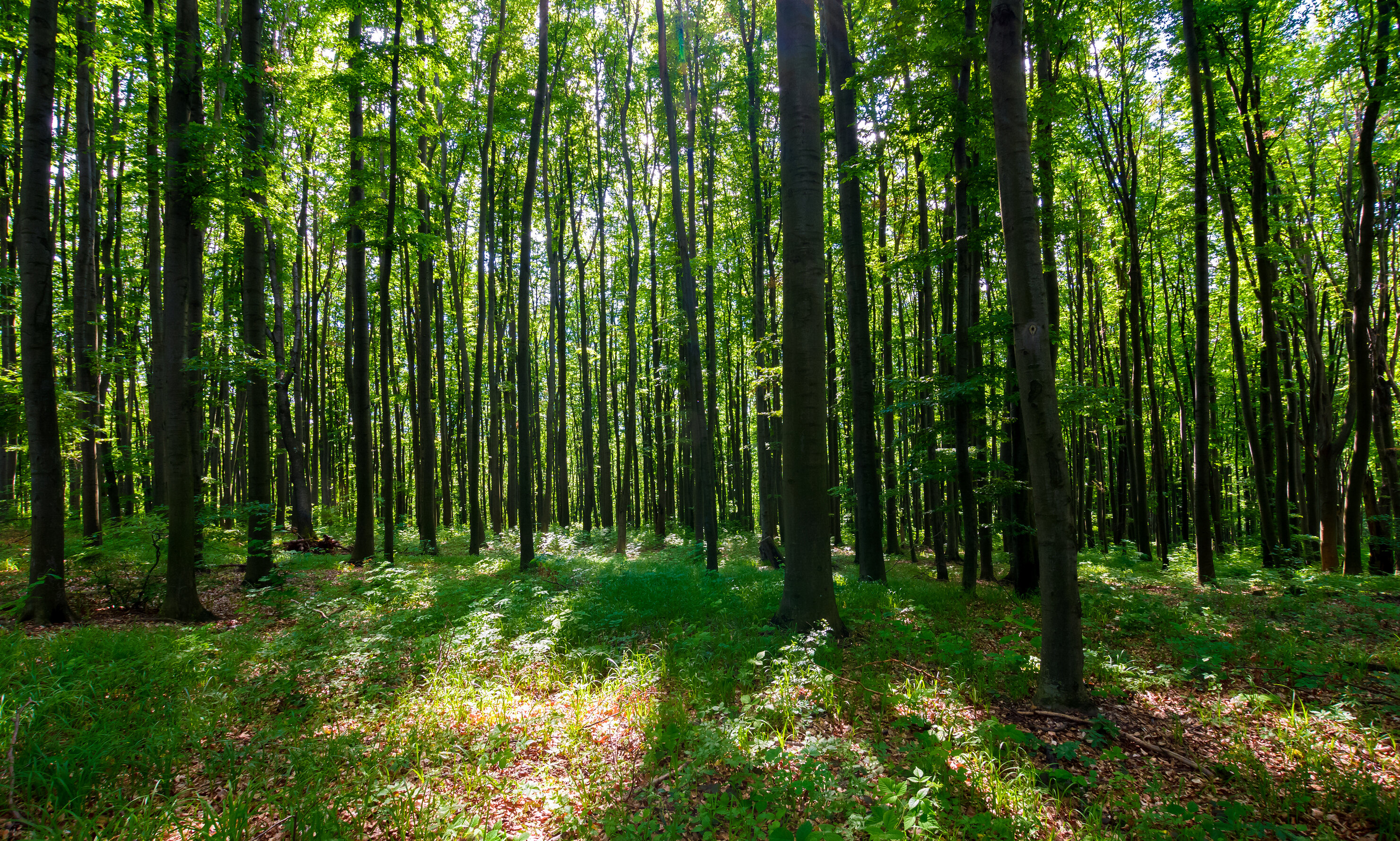 A forest of beech trees.